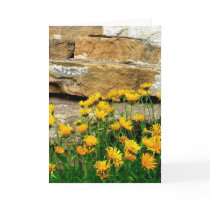 Yellow Asters