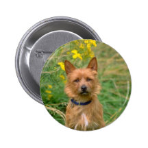 yellow Australian terrier flowers Buttons