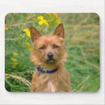 yellow Australian terrier flowers Mousepad