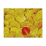 Yellow Autumn - Painting Art postcards