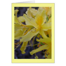 Yellow Azalea flower greeting card
