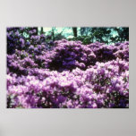 Yellow Azaleas, Kew Gardens flowers Posters