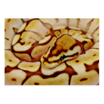 Yellow Ball Python Really Close Up