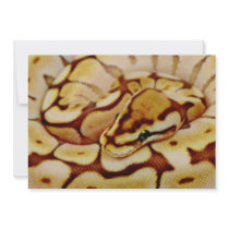Yellow Ball Python Really Close Up
