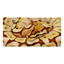 Yellow Ball Python Really Close Up