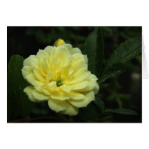 Yellow Banksia Rose Note Card