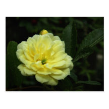 Yellow Banksia Rose Postcard