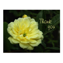 Yellow Banksia Rose Thank You Postcard