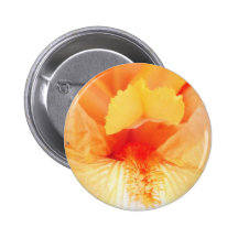 yellow Bearded beauty flowers Pins