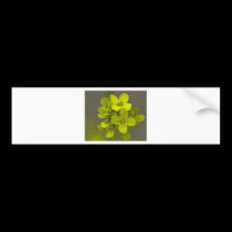 Yellow Beauty bumper stickers