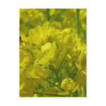 yellow bee 2