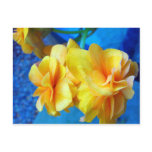 Yellow Begonias Post Cards