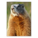 Yellow-bellied Marmot cards