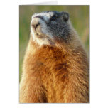 Yellow-bellied Marmot Card