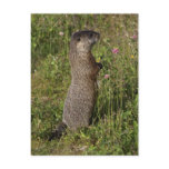 Yellow-Bellied Marmot Gifts Post Card