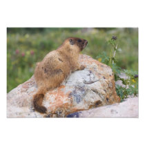 Yellow-bellied Marmot, Marmota flaviventris,
