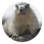 Yellow Bellied Marmot stickers