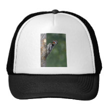 Yellow-bellied Sapsucker (male) Mesh Hat