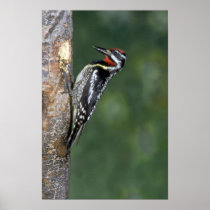 Yellow-bellied Sapsucker (male) Posters