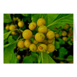 Yellow Berries Note Card