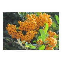 Yellow Berry Photo