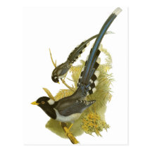 Yellow-billed Blue Magpie Postcard