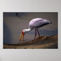 Yellow-billed Stork Posters
