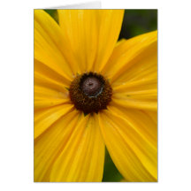 Yellow Black Eyed Susan Flower Card
