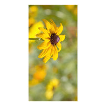 Yellow black eyed susan flower photo card template