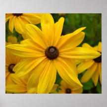Yellow Black Eyed Susan Flower Poster