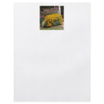 Yellow Black Eyed Susans