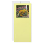 Yellow Black Eyed Susans