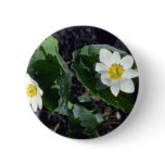 Yellow Blood-Root (Sanguinaria Canadensis) flowers Pinback Buttons