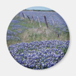 Yellow Blue bonnets flowers Magnets