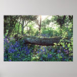Yellow Bluebell wood, Howe Park Wood, Milton Keyne posters
