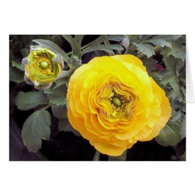 Yellow Bomber Card by mmargot
