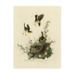 Yellow-breasted Chat Post Card