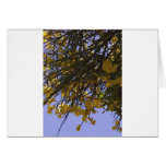 Yellow Broom Cards