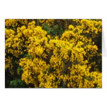 Yellow Broom