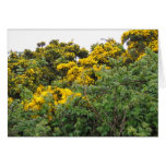Yellow Broom