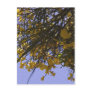 Yellow Broom Post Card