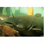 Yellow Bullhead photo sculptures