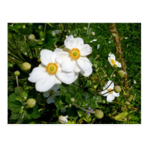 Yellow Bush Anemone flowers Post Cards