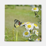 Yellow Butterfly on flowers, central Nepal flowers Fridge Magnets