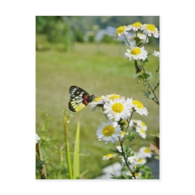 Yellow Butterfly on flowers, central Nepal flowers Postcards