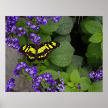 Yellow Butterfly on Violet Flowers Print