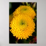 Yellow Button Flowers Poster