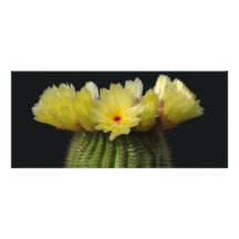 Yellow Cactus Flower Custom Rack Cards