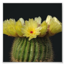 Yellow Cactus Flower Photograph