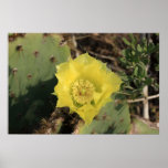Yellow Cactus Flower Poster